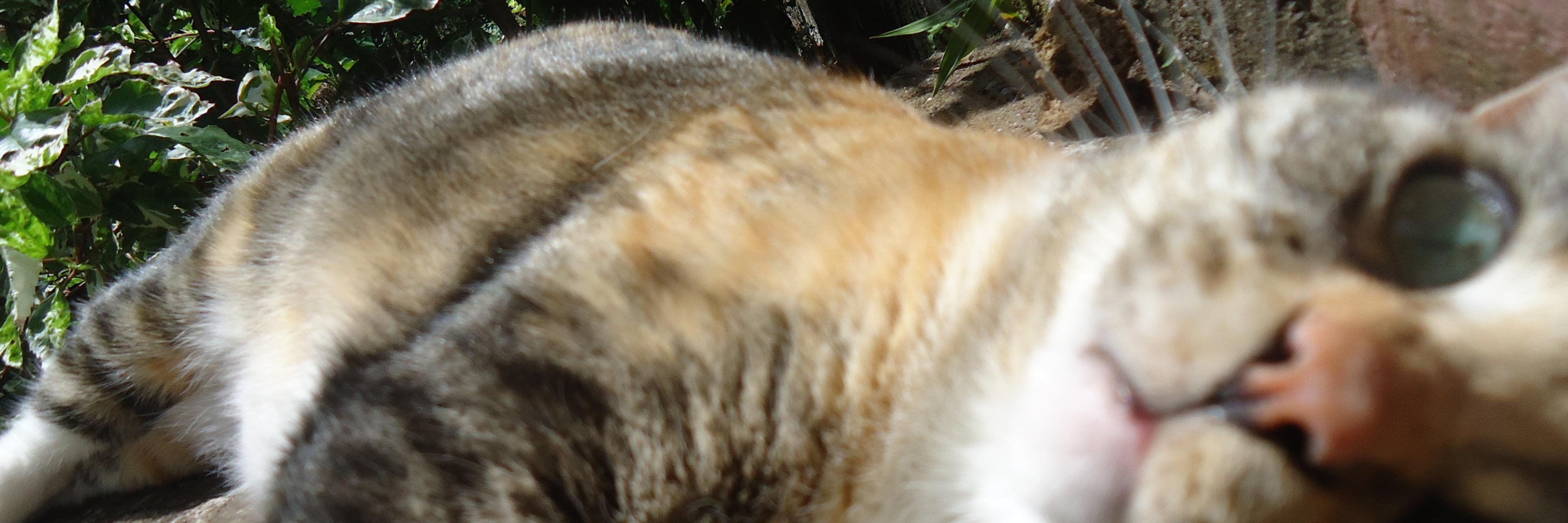 Fxvy's profile banner image