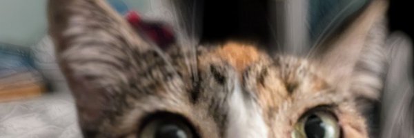 la__exploradora Profile Banner