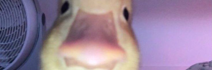 thebaesheep's profile banner image