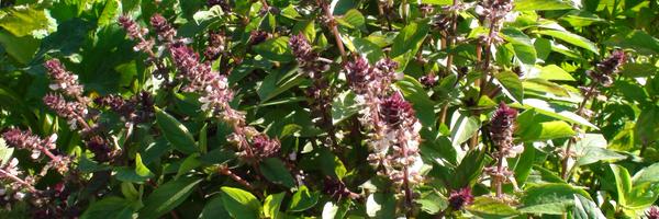 nomoreMTpots Profile Banner