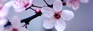 SusannahMossman's profile banner image