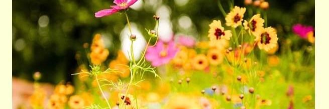 velimirbonesi's profile banner image