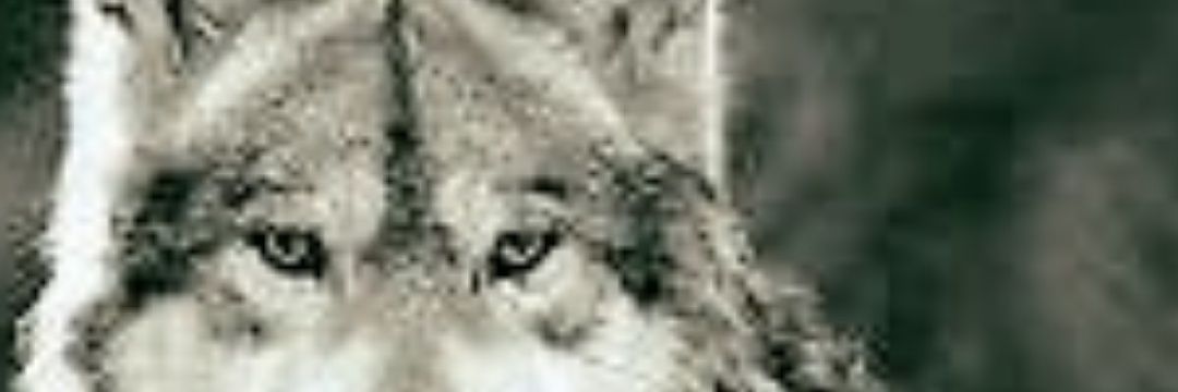 Ersin ÖZTÜRK banner