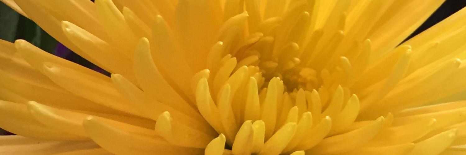 abbychiki's profile banner image