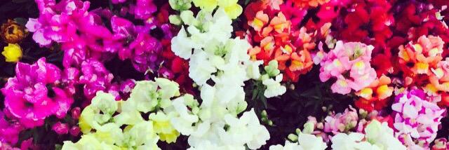 Lizzy_ASBL's profile banner image