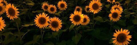LavidaBeLike's profile banner image