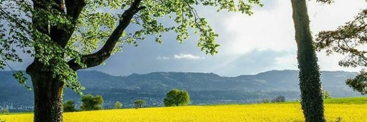 aLLen_daVia's profile banner image