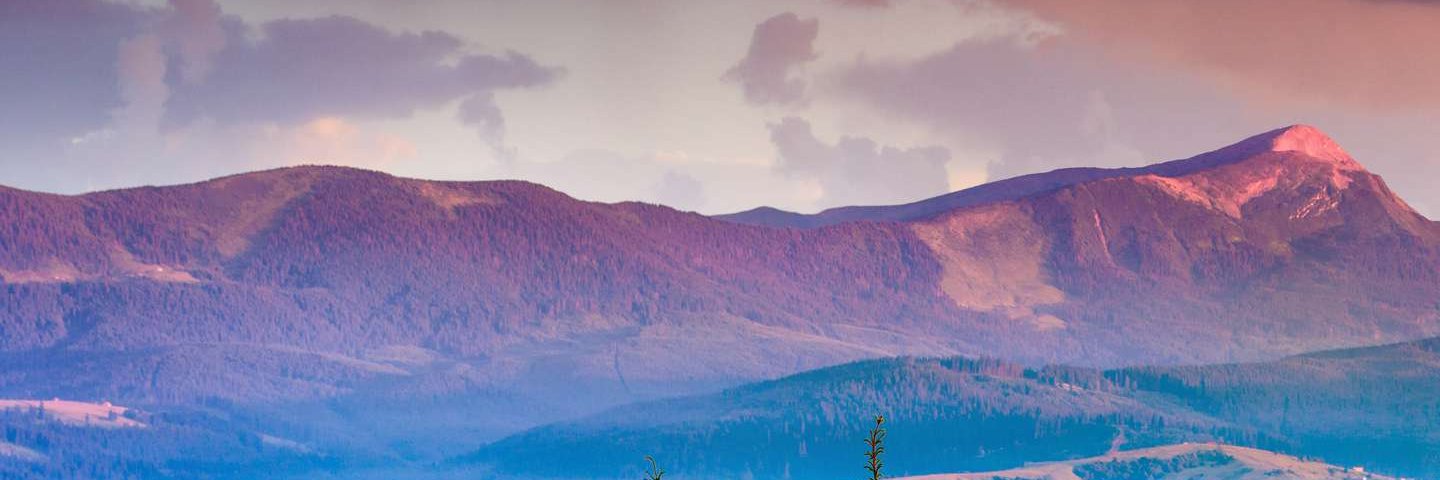 kiwibabes's profile banner image