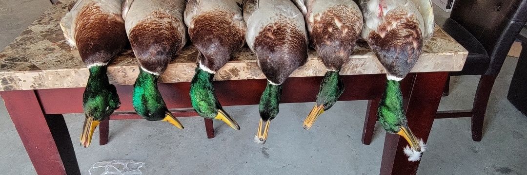 duckslayer61's profile banner image