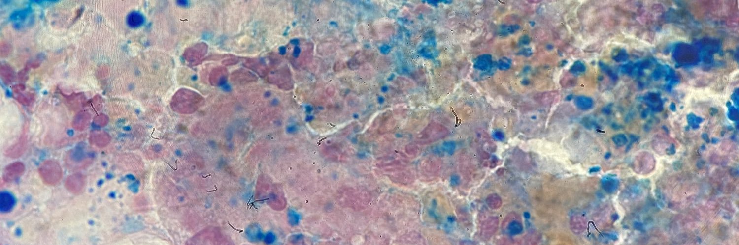 Mariana Corrochano banner