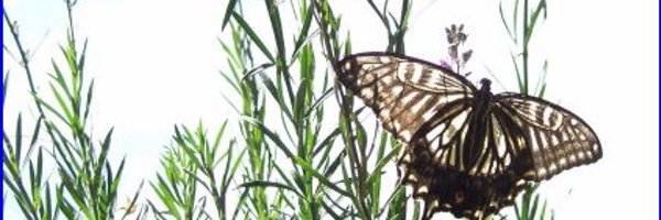 sae4171 Profile Banner