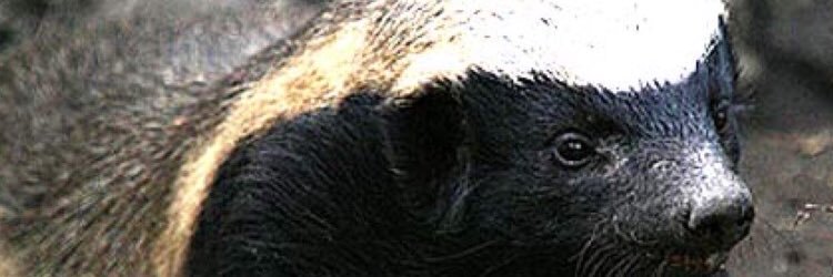kneebus's profile banner image