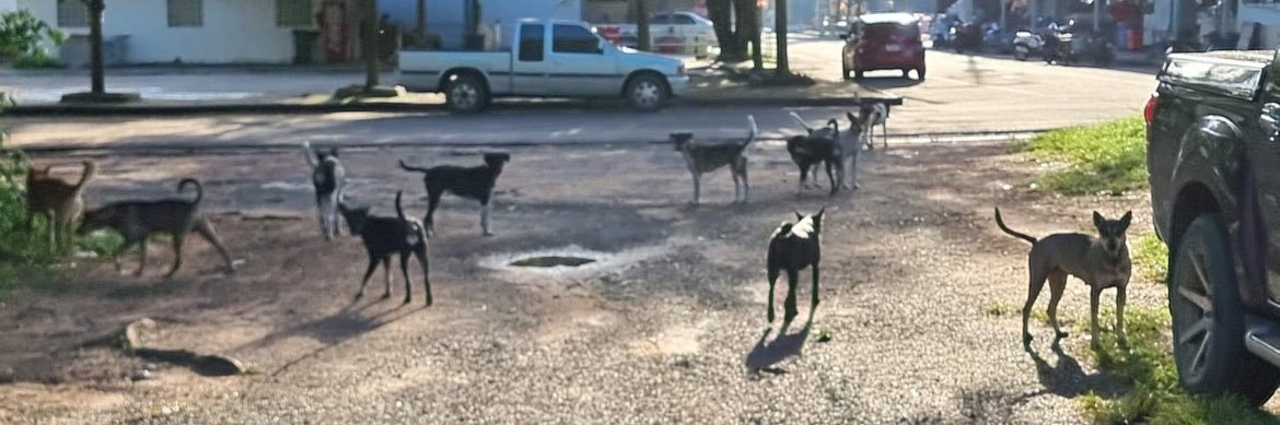 The Sound Of Animals banner