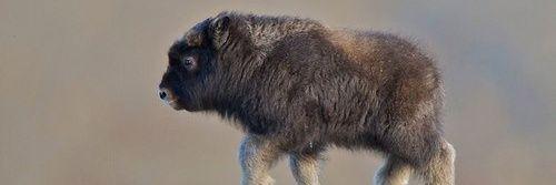 Das_Buffalo's profile banner image