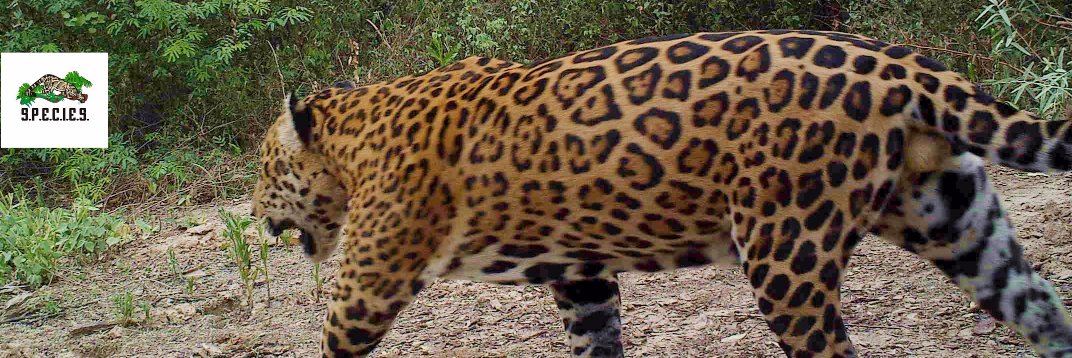 programa_jaguar's profile banner image