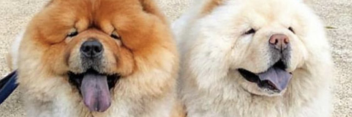Temmie's banner