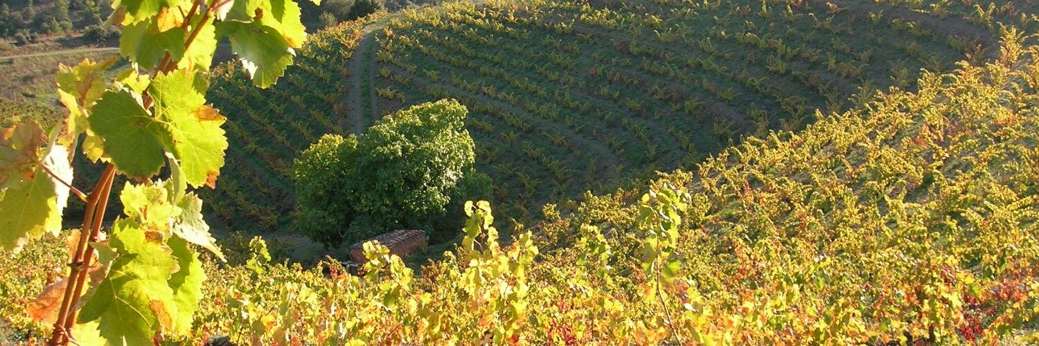 Francesc X. Capafons banner