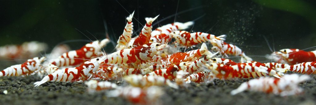 さと美えび +satomiebi+ banner