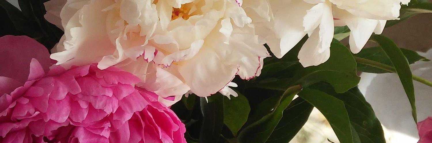Catherine_Fleur's profile banner image