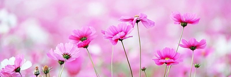 CutePinkFlowers banner