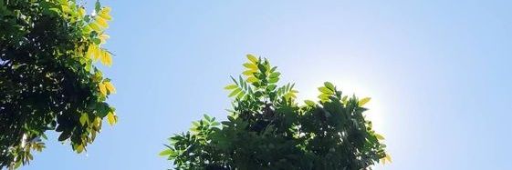 dearsatia's profile banner image