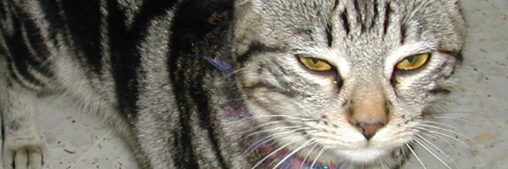 CentroVetArgos's profile banner image