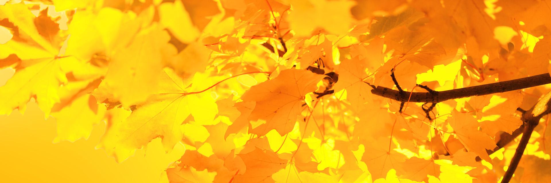 __iera__'s profile banner image