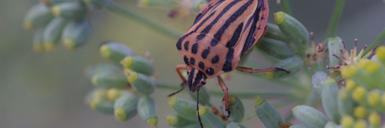 Annie Northfield banner