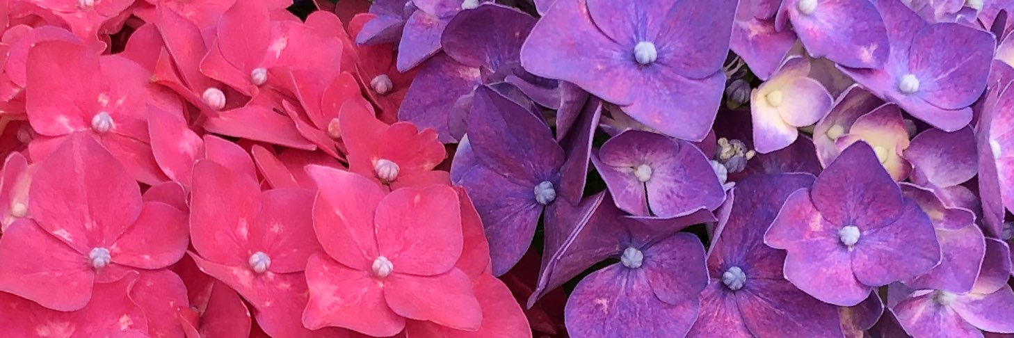 紅緒 banner