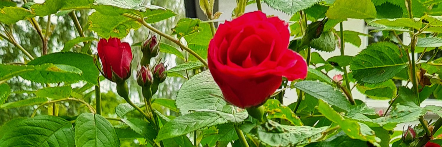 DeepaSharmaa's profile banner image