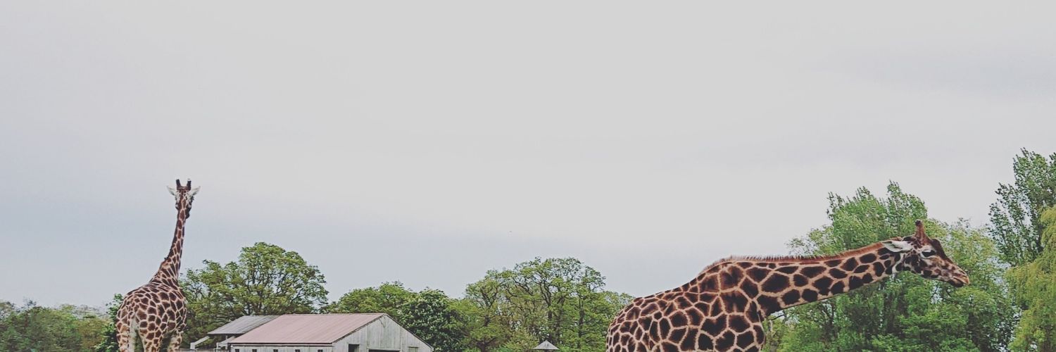 RachiiBug's profile banner image