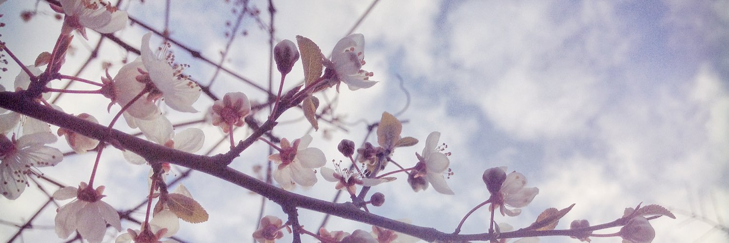 linsensicht's profile banner image