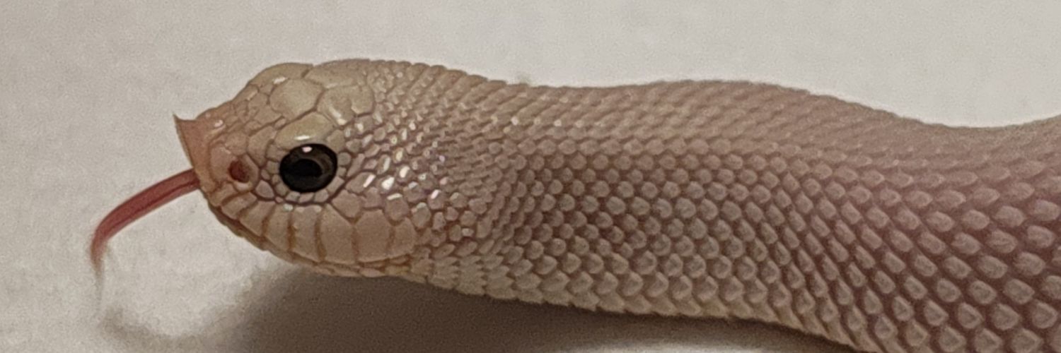 ネコ軍曹R© banner