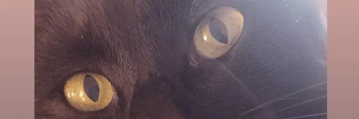 Flor_Melendi's profile banner image