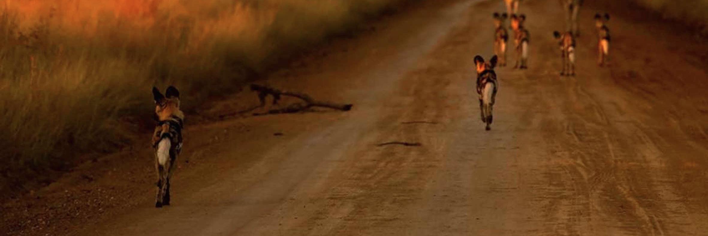 jacislodges's profile banner image