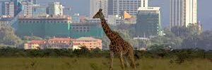 NairobiIndex's profile banner image