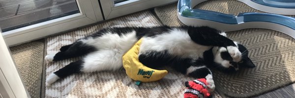 duchess_meow Profile Banner