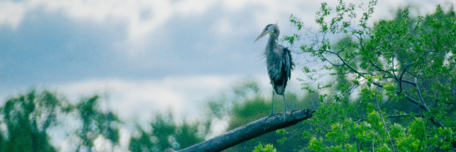 pastorkrust's profile banner image