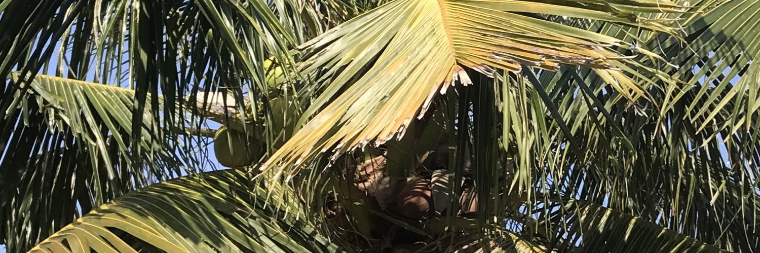 anonpitawat's profile banner image