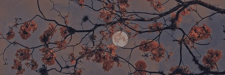 𝒍𝐮𝐜𝐲 𝒘. banner