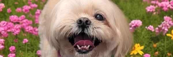 dsjay24 Profile Banner