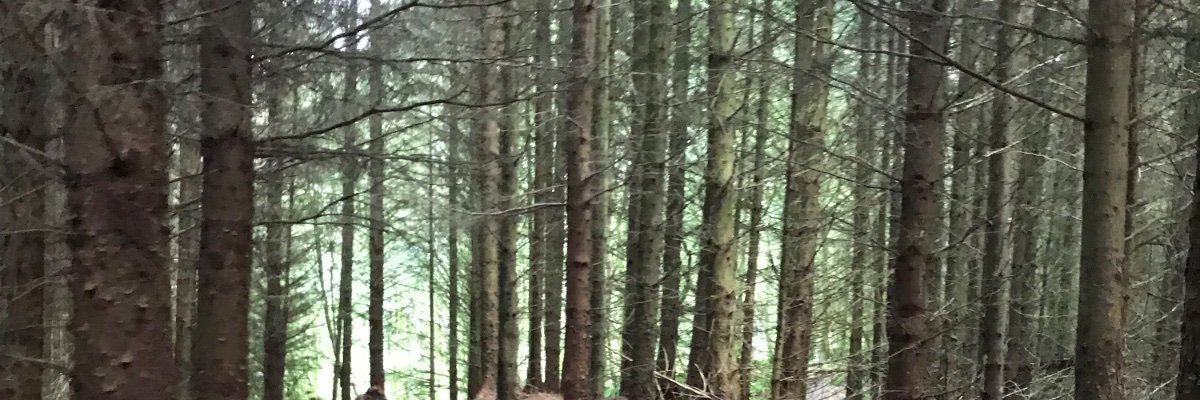 stecu74's profile banner image