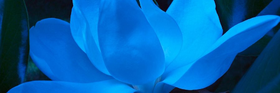 Magnolia Viper banner