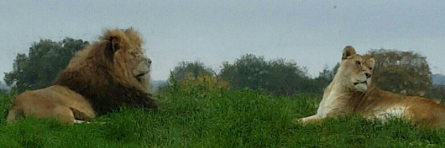 _Sophcam's profile banner image