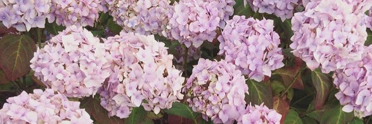 bridgeybrown's profile banner image