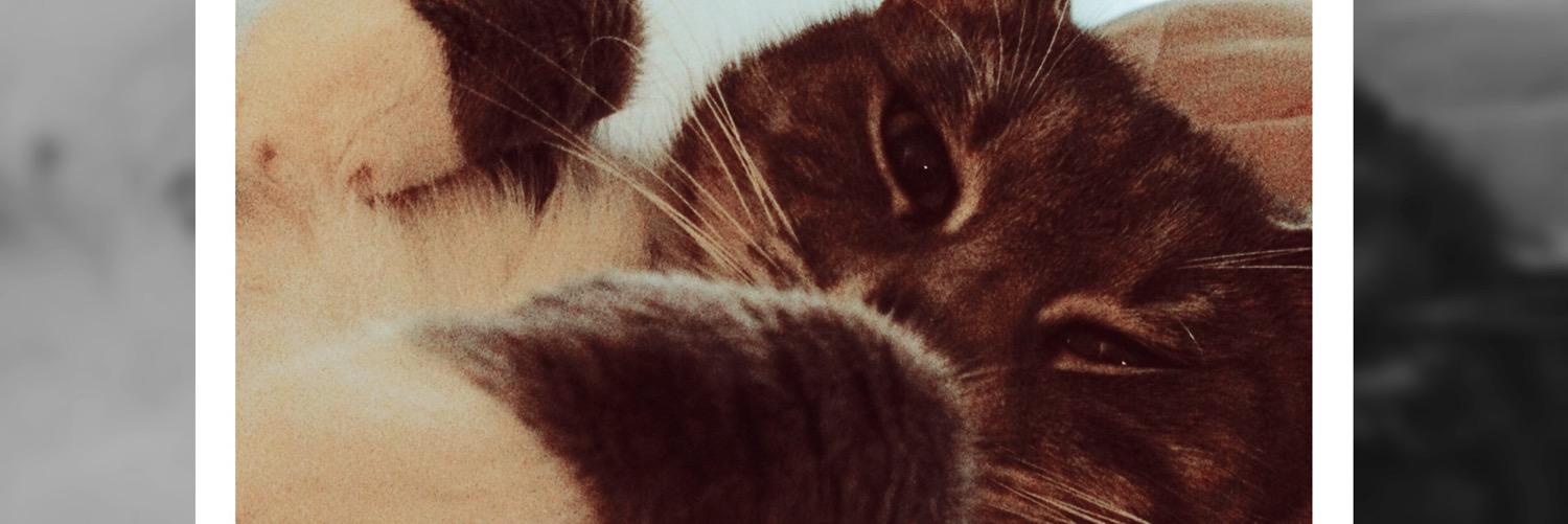 fantastikdee's profile banner image