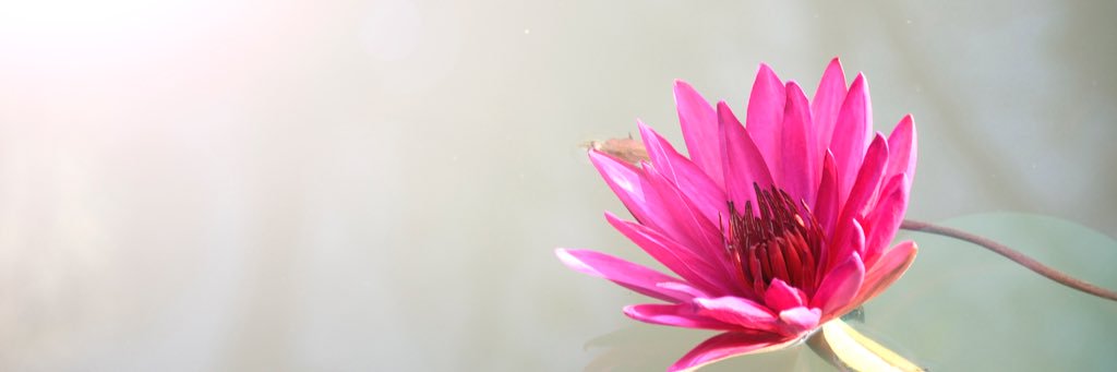 nadeelaksha's profile banner image