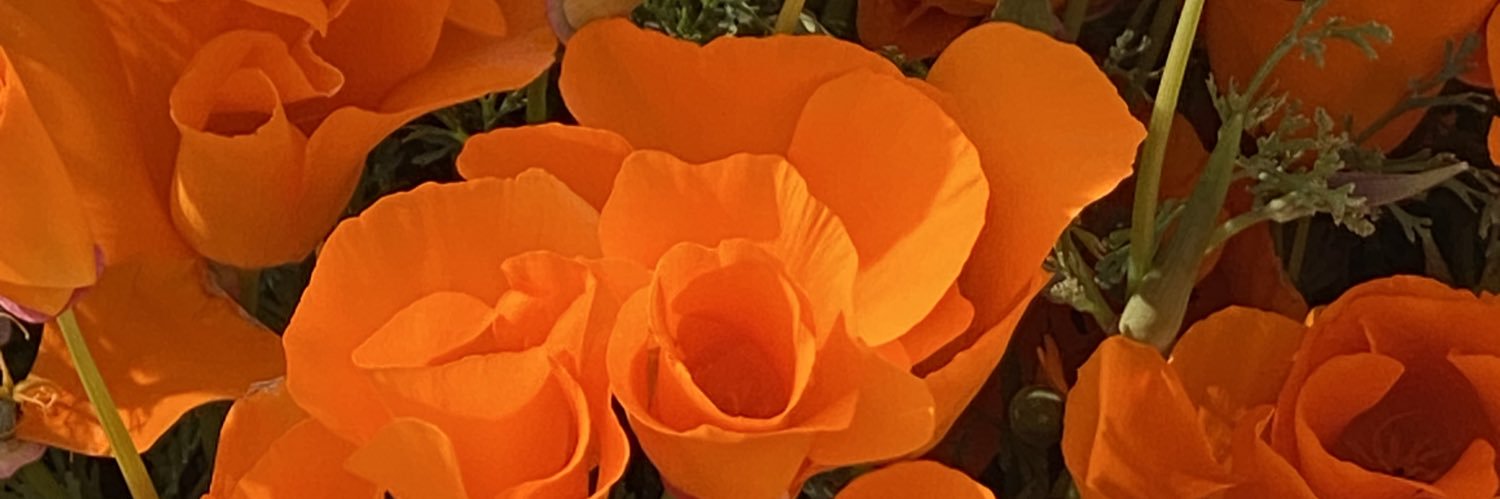 stelladkn's profile banner image