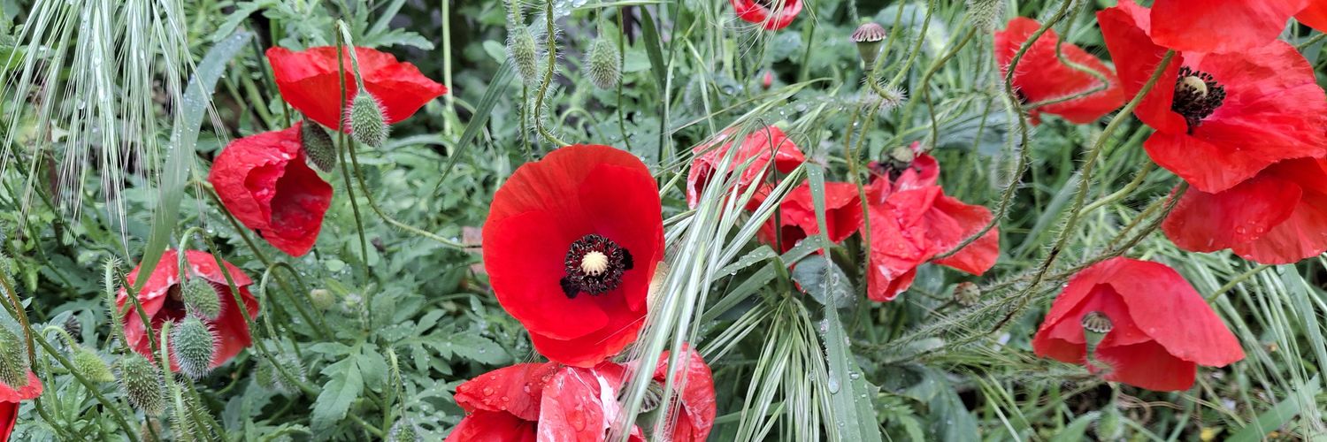 SoloViandante banner