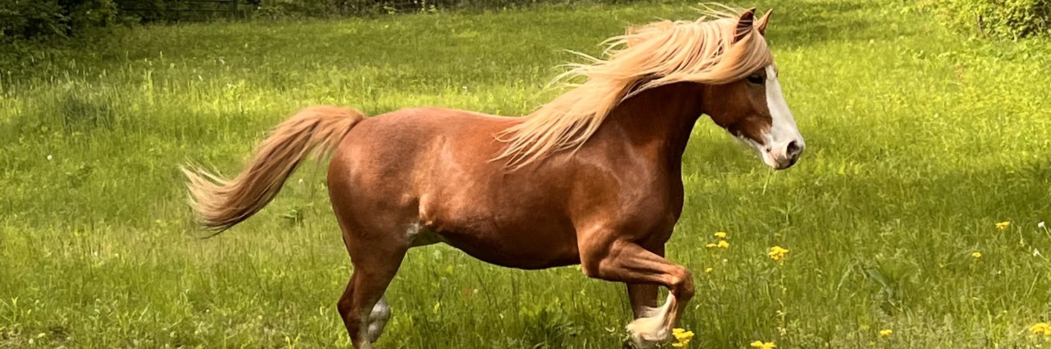 Broncobella banner